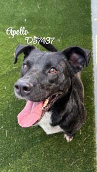 Apollo -  Labrador Retriever Dog for Adoption in Clarksville, Tennessee - Apollo | PetCurious