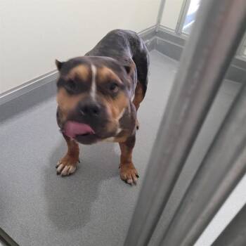 Kevin -  Pit Bull Terrier Dog for Adoption in Urbana, Illinois - Kevin | PetCurious