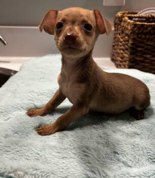 Rescue Miniature Pinscher Dogs for Adoption in Brownstown, Indiana - Beth | PetCurious