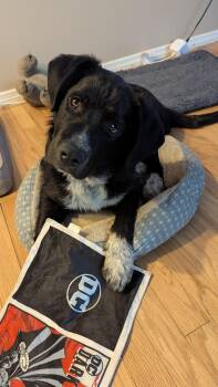 Shepherd and Australian Cattle Dog Blue Heeler Dogs Available for Adoption - Storm | PetCurious