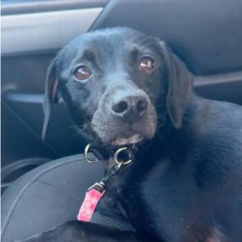 Bruce -  Manchester Terrier Dog for Adoption in Rockville, Maryland - Bruce | PetCurious