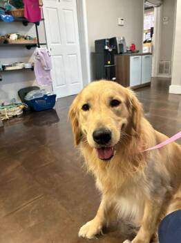 Golden Retriever Dogs Available for Adoption in Marietta, Georgia - Wrigley | PetCurious