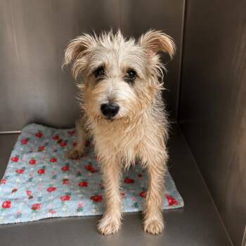 Ratigan -  Schnauzer Dog for Adoption in Blue Springs, Missouri - Ratigan | PetCurious