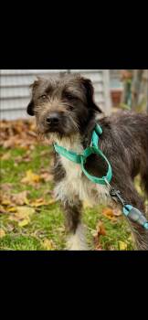 Rescue Terrier Dogs for Adoption in Dighton, Massachusetts - Phoebe | PetCurious