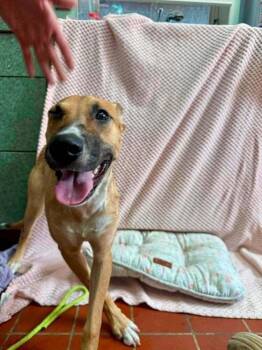 Nani -  Mountain Cur and Mixed Breed Dog for Adoption in Groveland, Massachusetts - Nani | PetCurious