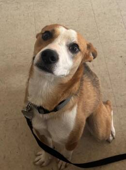 Malcom -  Basenji Dog for Adoption in Green River, Wyoming - Malcom | PetCurious