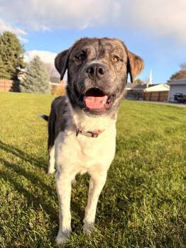 Australian Cattle Dog Blue Heeler Dogs Available for Adoption - Kenai 2 | PetCurious