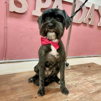 Oyster -  Miniature Poodle and Mixed Breed Dog for Adoption in Las Vegas, Nevada - Oyster | PetCurious
