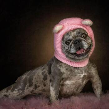 Winnie -  French Bulldog Dog for Adoption in Clayton, California - Winnie | PetCurious