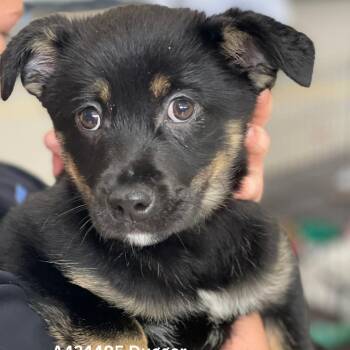 Cattle Dog and Mixed Breed Dogs Available for Adoption - Dugger | PetCurious