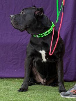Cane Corso Dogs Available for Adoption in Glendale, Arizona - Dante | PetCurious