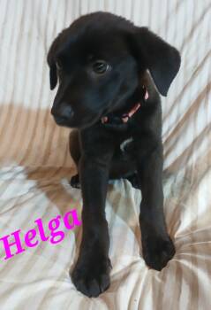 German Shepherd Dog Dogs Available for Adoption in Rome, Georgia - Helga | PetCurious