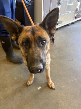 German Shepherd Dog Dogs Available for Adoption in Ontario, California - MINDY | PetCurious
