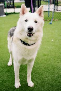 Husky and Mixed Breed Dogs Available for Adoption in West Chester, Pennsylvania - Hector | PetCurious