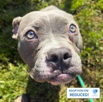 Melvin -  Pit Bull Terrier Dog for Adoption in Naperville, Illinois - Melvin | PetCurious