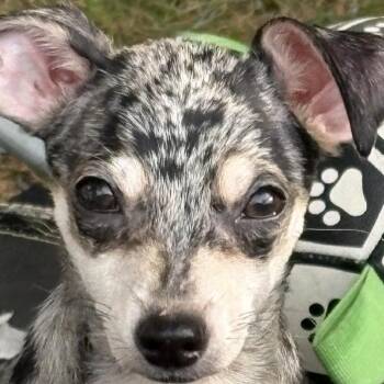 Slate -  Chihuahua Dog for Adoption in Hudson, Illinois - Slate | PetCurious