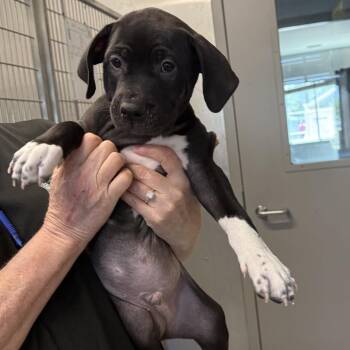 Mixed Breed Dogs Available for Adoption in New York, New York - Marsh | PetCurious