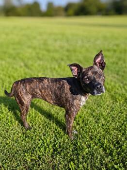 Addie -  Feist Dog for Adoption in Wooster, Ohio - Addie | PetCurious
