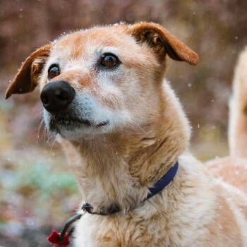 Hurry -  Saluki and Mixed Breed Dog for Adoption in Toronto, Ontario - Hurry | PetCurious