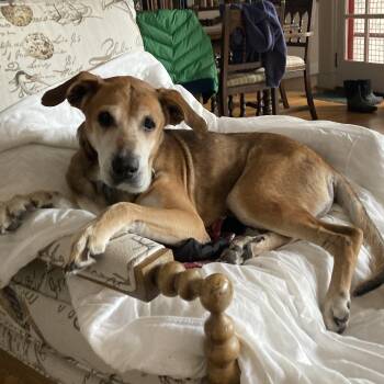 Copper -  Hound and Labrador Retriever Dog for Adoption in Chatham, New Jersey - Copper | PetCurious