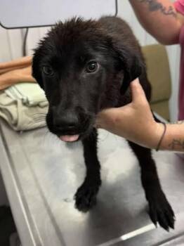 Rescue Border Collie Dogs for Adoption in Munfordville, Kentucky - Goose | PetCurious