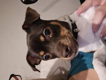 Rescue Chihuahua Dogs for Adoption in Bradenton, Florida - Biggie | PetCurious