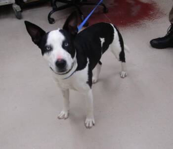 Pit Bull Terrier and Australian Cattle Dog Blue Heeler Dogs Available for Adoption in Marietta, Georgia - (20) | PetCurious