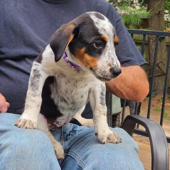 Cattle Dog Dogs Available for Adoption in Normal, Illinois - Damaris | PetCurious