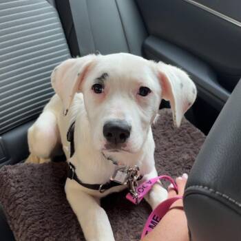 Farm Pup: Ducky -  Pit Bull Terrier and Mixed Breed Dog for Adoption in Falls Church, Virginia - Farm Pup: Ducky | PetCurious