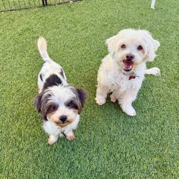 Rocky -  Maltese Dog Available for Adoption in Agoura Hills, California - Rocky | PetCurious