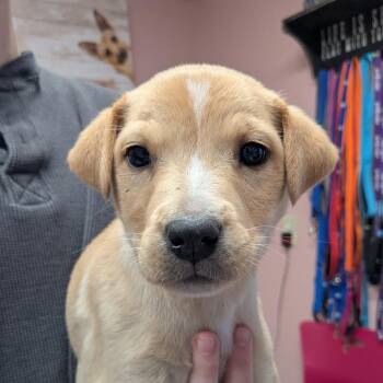 Mixed Breed Dogs Available for Adoption in Huntsville, Arkansas - Slaw | PetCurious