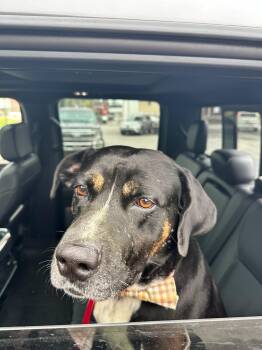 Rescue Mixed Breed and Rottweiler Dogs for Adoption - Ben (Courtesy Post) | PetCurious