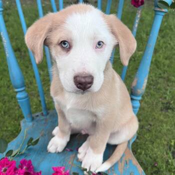 Australian Shepherd Dogs Available for Adoption in Krum, Texas - Latte  | PetCurious