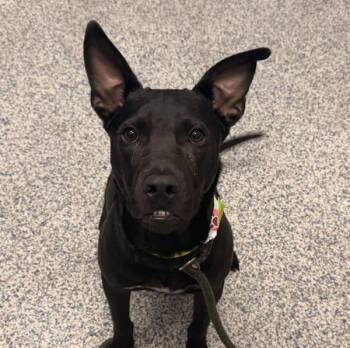 Rex -  American Staffordshire Terrier Dog for Adoption in Golden, Colorado - Rex | PetCurious