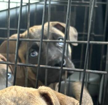 Bluey -  Catahoula Leopard Dog and Hound Dog for Adoption in Decatur, Georgia - Bluey | PetCurious
