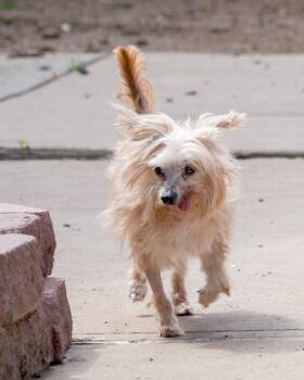 Yorkshire Terrier Dogs Available for Adoption - Tina Turner - Shaggy Little Love Bug -boy  Tongue Hangs Out Happ | PetCurious