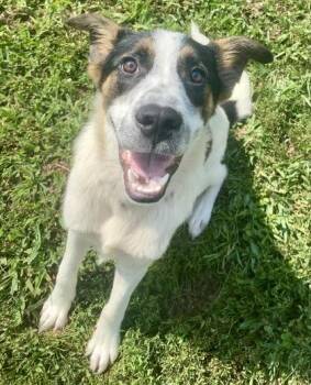Shane -  Shepherd and Terrier Dog for Adoption in Glasgow, Kentucky - Shane | PetCurious