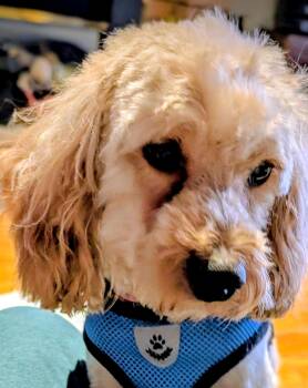 Poodle Dogs Available for Adoption - Matty | PetCurious