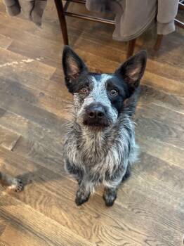 Australian Cattle Dog Blue Heeler and Australian Shepherd Dogs Available for Adoption in Wayne, New Jersey - Audrey  | PetCurious