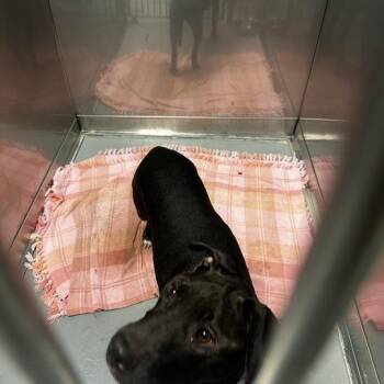 International Diva -  Mixed Breed Dog for Adoption in Davenport, Iowa - International Diva | PetCurious