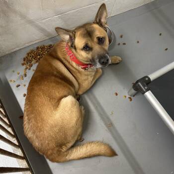 Shepherd Dogs Available for Adoption - Seth | PetCurious