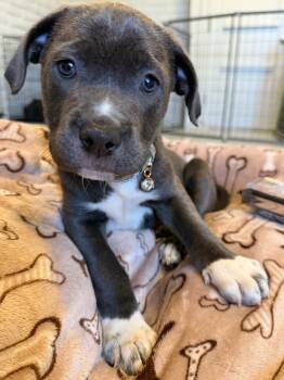 Cane Corso Dogs Available for Adoption in Glendale, Arizona - Sapphire | PetCurious