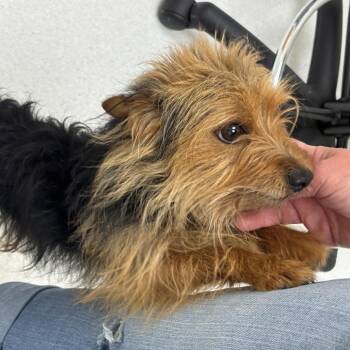 Chester Wigglebottom -  Yorkshire Terrier Dog for Adoption in Chaska, Minnesota - Chester Wigglebottom | PetCurious
