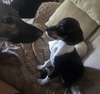 Bunny -  Australian Shepherd and Jack Russell Terrier Dog for Adoption - Bunny | PetCurious