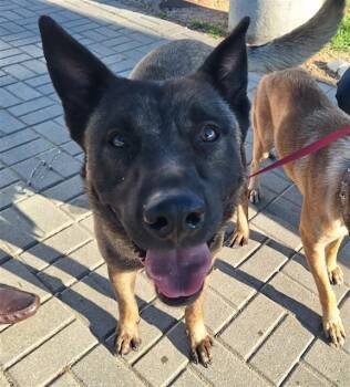 Mixed Breed Dogs Available for Adoption - ORION | PetCurious