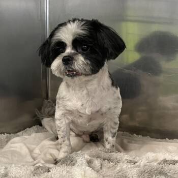 Brody -  Shih Tzu and Mixed Breed Dog for Adoption in Spokane, Washington - Brody | PetCurious