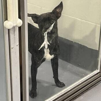 Tillie -  Mixed Breed Dog for Adoption in Sarasota, Florida - Tillie | PetCurious