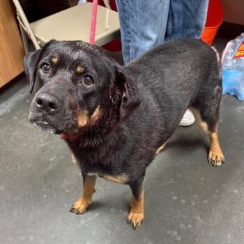 Ashton -  Rottweiler Dog for Adoption in Idaho Falls, Idaho - Ashton | PetCurious