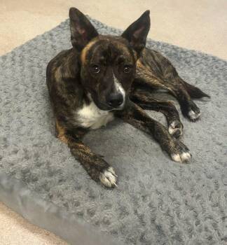 Gravy -  Pit Bull Terrier Dog for Adoption in Watertown, New York - Gravy | PetCurious