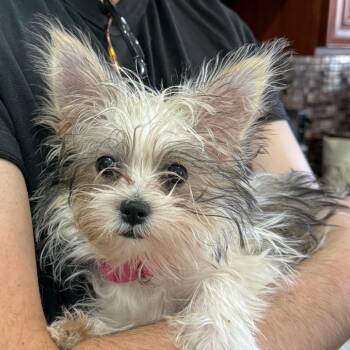 Caroline -  Yorkshire Terrier and Miniature Poodle Dog for Adoption in Chicago, Illinois - Caroline | PetCurious
